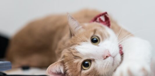 Gruppi sanguigni del gatto, quali sono? Tipologia e classificazione gruppi sanguigni del gatto