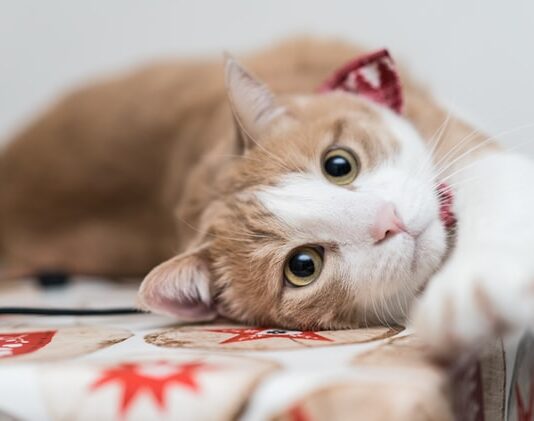 gruppi sanguigni del gatto