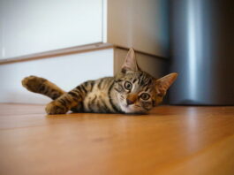 giochi-pericolosi-gatto