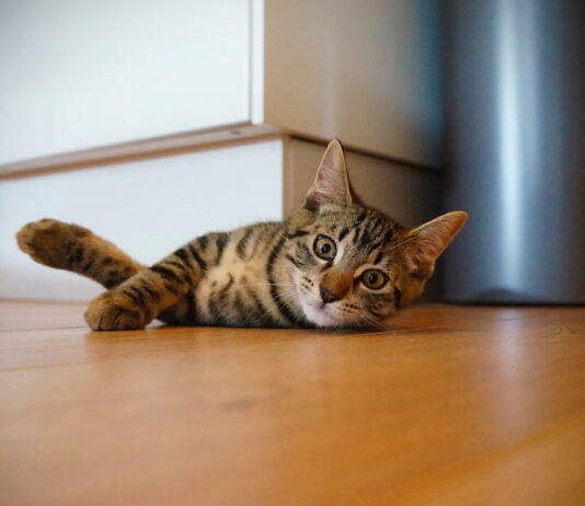 giochi-pericolosi-gatto