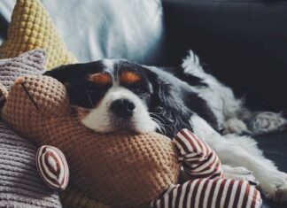 Il lockdown ha rafforzato il legame cane-proprietario: parla uno studio legame-cane-proprietario