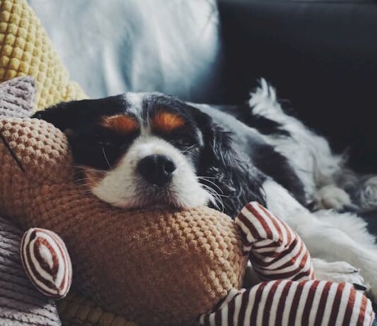 legame-cane-proprietario