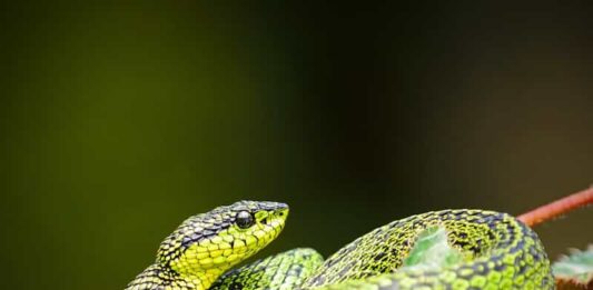 Perché il serpente fa la muta? Ecco come e perché cambia pelle perche-il-serpente-fa-la-muta