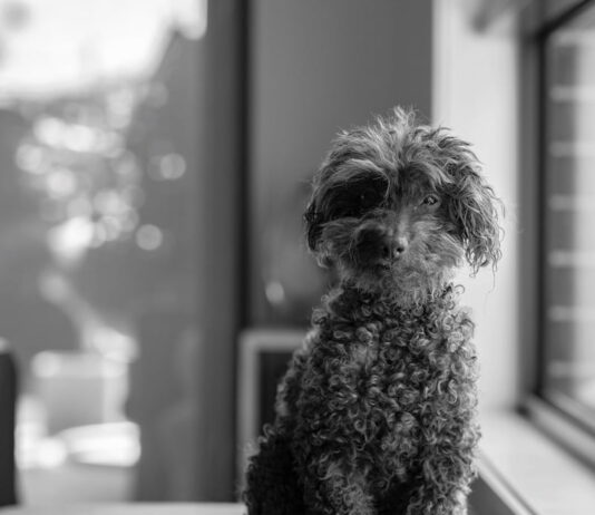 perdita-di-udito-nel-cane