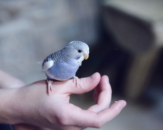 pericoli casa per gli uccelli