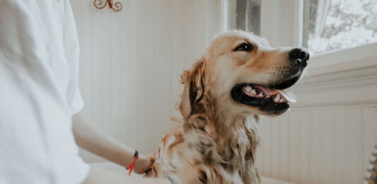 Shampoo per il cane, quale usare e quali indicazioni seguire shampoo-per-il-cane