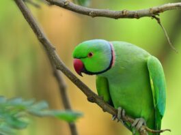 Perché gli uccelli si lavano e lisciano le piume e le penne? Perché-gli-uccelli-si-lavano