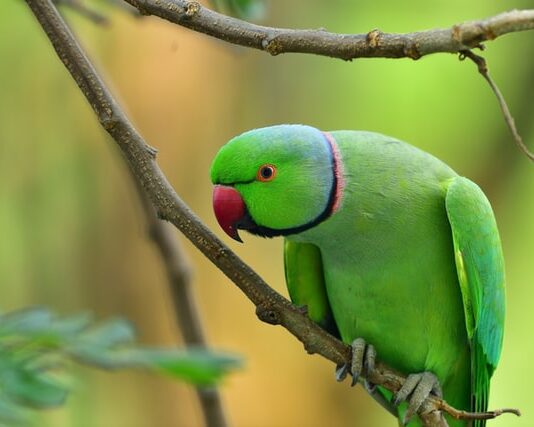 Perché-gli-uccelli-si-lavano