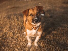 Abbandono di animali: è reato (anche) affidarli a chi non sa occuparsene? abbandono di animali