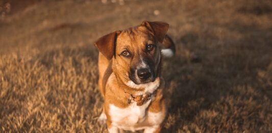 Abbandono di animali: è reato (anche) affidarli a chi non sa occuparsene? abbandono di animali