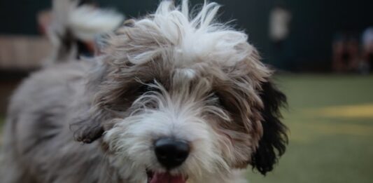 adottare un cane