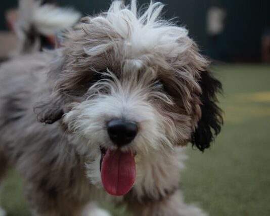 Vuoi adottare un cane? Ecco cosa devi sapere per fare la scelta giusta! adottare un cane