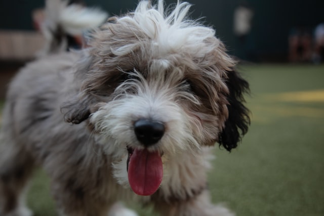 adottare un cane adottare un cane