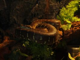 alimentazione-del-serpente