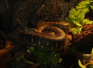 alimentazione-del-serpente