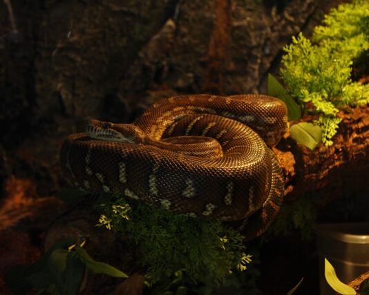 alimentazione-del-serpente