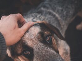 attaccamento-dei-cani-con-i-proprietari