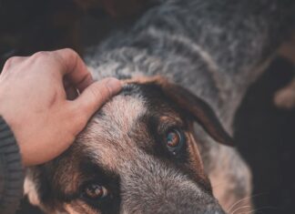 attaccamento-dei-cani-con-i-proprietari