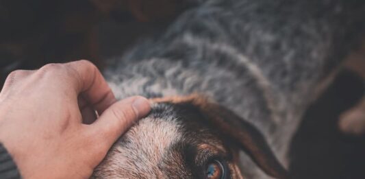 Attaccamento dei cani con i proprietari? Simile a quello bambini e genitori attaccamento-dei-cani-con-i-proprietari