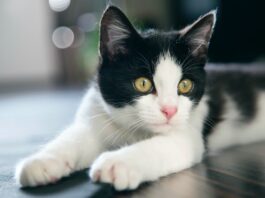 auto gatto