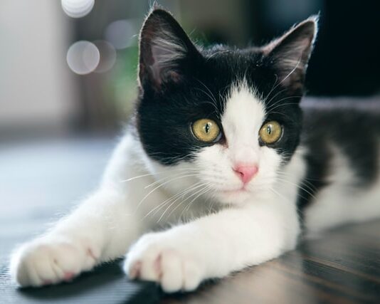 auto gatto