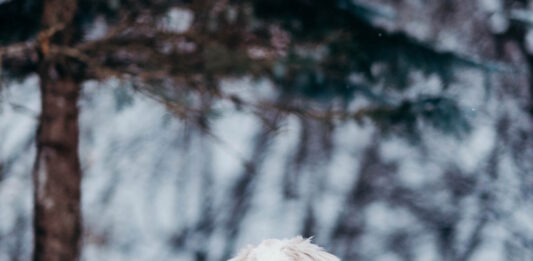 Cambiamenti climatici? Nasce Pet meteo per proteggere cane e gatto cambiamenti climatici cane