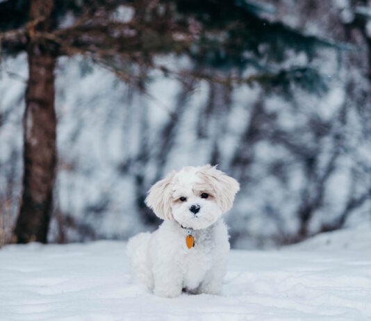 Cambiamenti climatici? Nasce Pet meteo per proteggere cane e gatto cambiamenti climatici cane