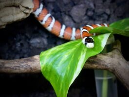 come-alimentare-correttamente-un-serpente