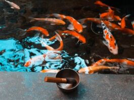 Come allevare una carpa koi? Ecco tre cose da sapere come-allevare-una-carpa-koi