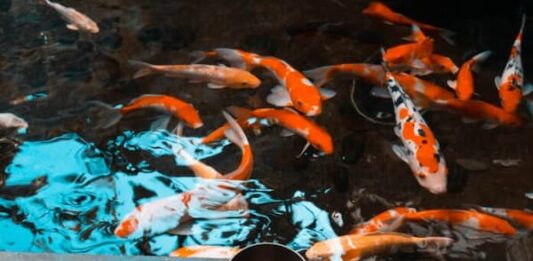 come-allevare-una-carpa-koi