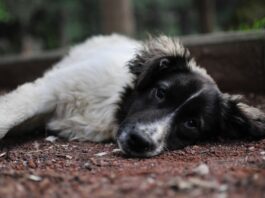 corpi-estranei-nell'occhio-cane