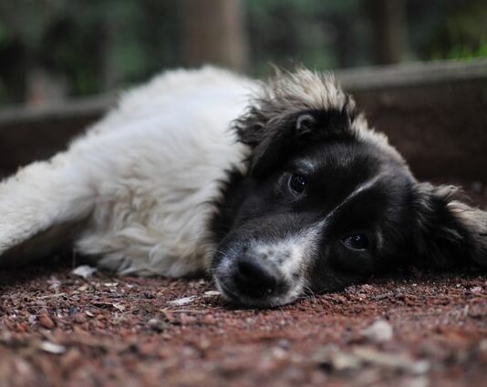 corpi-estranei-nell'occhio-cane