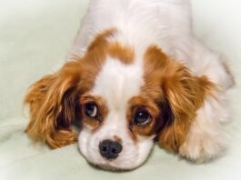 farmaci-veterinari-per-cani-e-gatti