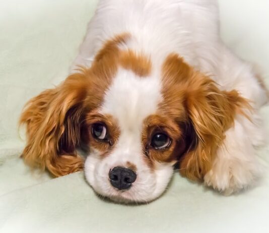farmaci-veterinari-per-cani-e-gatti