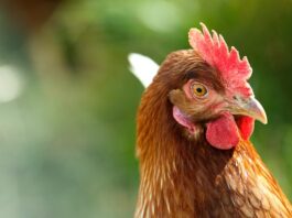 gallina-in-casa