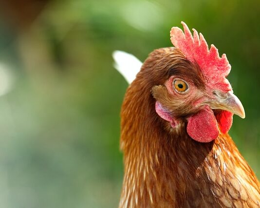 gallina-in-casa