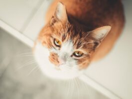 Giornata nazionale del gatto: i sette falsi miti (da sfatare) sul felino di casa! gatto miti