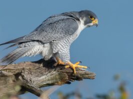 il-falco-pellegrino