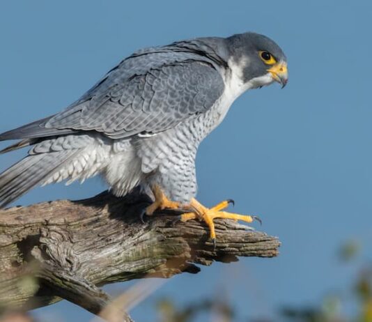 il-falco-pellegrino