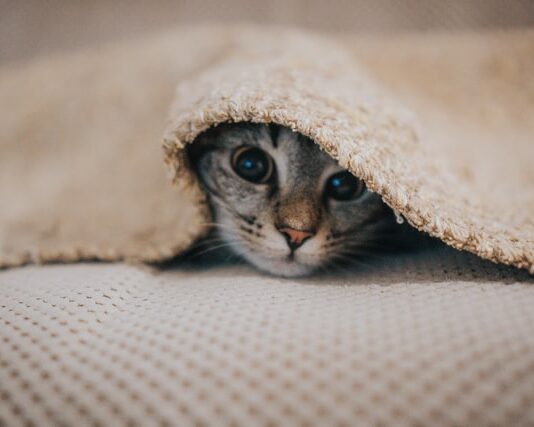 il-mio-gatto-è-aggressivo