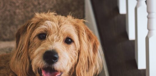 L’ingestione di lievito e pasta cruda per il pane è nociva per il cane? lievito-e-pasta-cruda-nel-cane