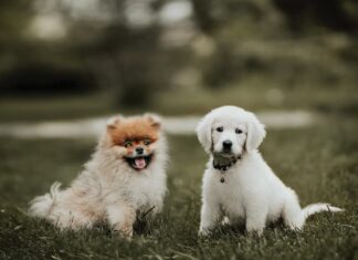 microbioma-intestinale