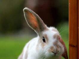 Mixomatosi del coniglio: quali sono i sintomi? Come si trasmette? mixomatosi del coniglio