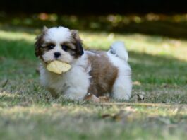 Obesità nel cane: lo stile di vita del proprietario incide notevolmente obesità-nel-cane