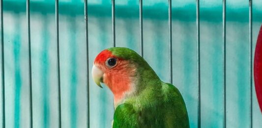 Piante domestiche pericolose per gli uccelli (ma non solo), quali sono? piante-domestiche-pericolose-per-gli-uccelli