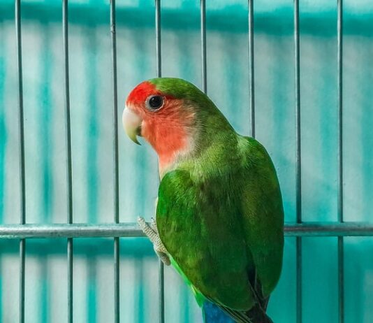 piante-domestiche-pericolose-per-gli-uccelli