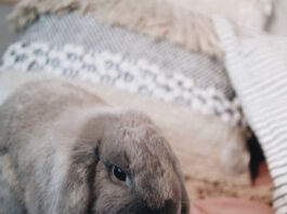 proteggere il coniglio da pulci