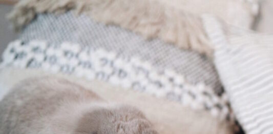 Come proteggere il coniglio da pulci, acari e pidocchi? proteggere il coniglio da pulci