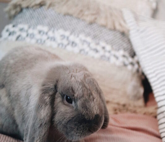 Come proteggere il coniglio da pulci, acari e pidocchi? proteggere il coniglio da pulci