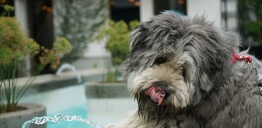 quanta-acqua-devono-bere-cane-e-gatto